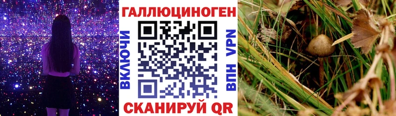 мориарти телеграм  Лобня  Галлюциногенные грибы Psilocybine cubensis 